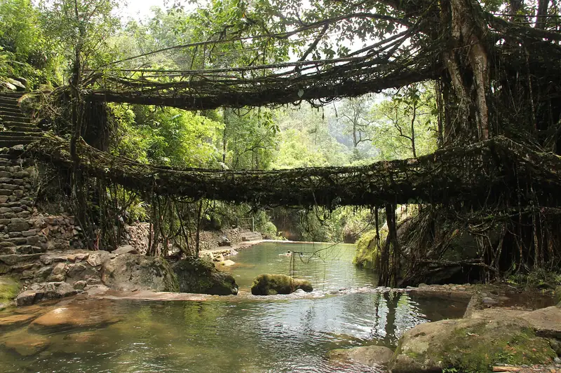 Living root bridge in Meghalaya